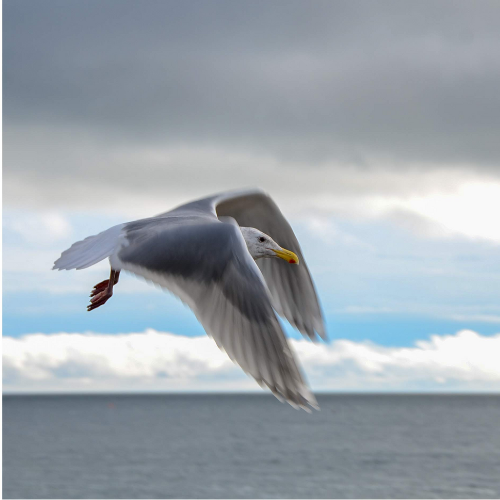 Seagull flying above ocean with clouds in background and blue sky